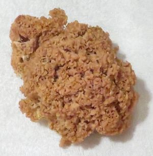 Krause Glucke; Foto Michael 28.11.24