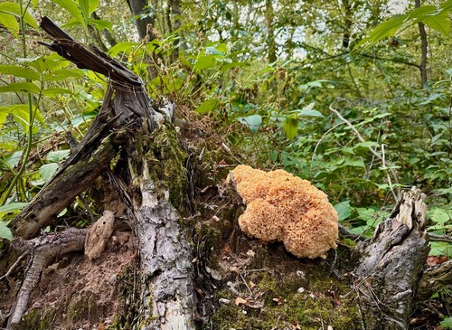 Krause Glucke am Kiefernstumpf; Foto Thomas H. 24.9.23 Krause Glucke am Kiefernstumpf; Foto Thomas H. 24.9.23