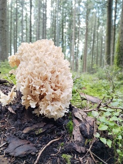 Krause Glucke; Foto Simon 2.9.23 Krause Glucke; Foto Simon 2.9.23