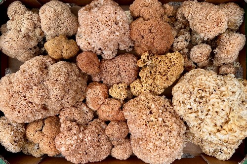 Üppiger Fund von Krausen Glucken; Foto Thomas H. 24.9.23 Üppiger Fund von Krausen Glucken; Foto Thomas H. 24.9.23