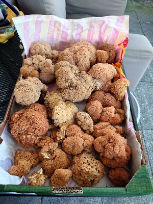 Krause Glucken wie im Totenbettchen; Foto Thomas H. 24.9.23 Krause Glucken wie im Totenbettchen; Foto Thomas H. 24.9.23