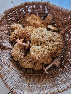 Krause Glucke im Korb; Foto Verena 16.9.23