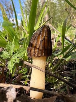 Käppchenmorchel 1; Foto Heiko 1.4.26