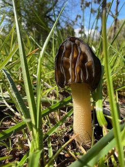 Käppchenmorchel 2; Foto Heiko 1.4.26