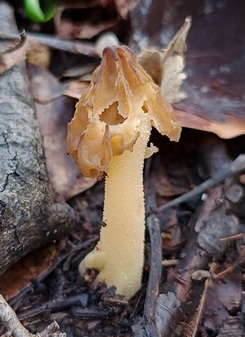 Leicht lädierte Käppchenmorchel; Foto Luca 25.3.24 Leicht lädierte Käppchenmorchel; Foto Luca 25.3.24