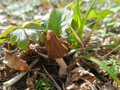 Käppchenmorchel Luca 7.4.23
