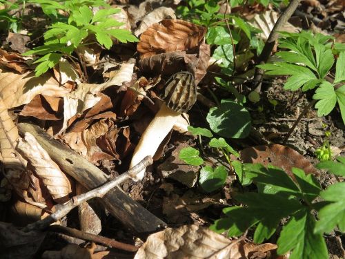 Käppchenmorchel; Foto Michael 9.4.26