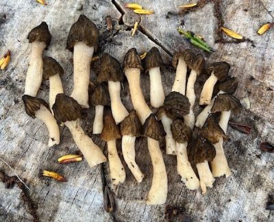 Käppchenmorcheln; Foto Heiko 1.4.26