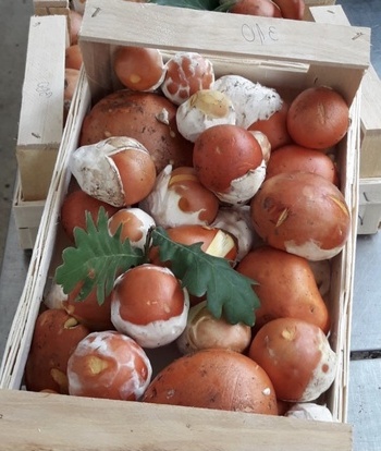 Frische junge Kaiserlinge; Foto © Stefan 4.7.21 Frische junge Kaiserlinge; Foto © Stefan 4.7.21