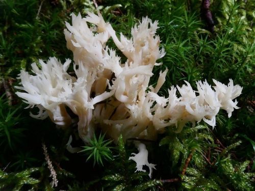 Eine seltene Kammkoralle; Foto Sepp 14.10.25