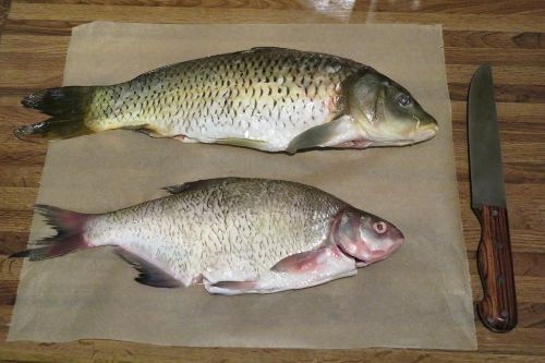 Kleiner Karpfen (oben) und Brasse; Foto Michael 22.12.25