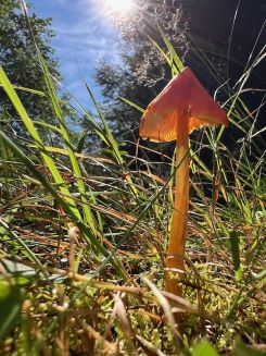 Kegeliger oder Schwärzender Saftling; Foto Heiko 6.9.25