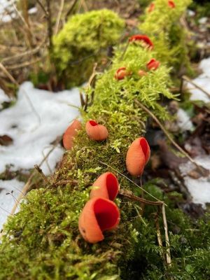 Rot leuchtende Kelchbecherlinge; Foto Heiko 8.2.26