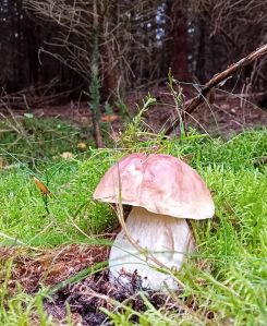 Schöner kräftiger Steinpilz; Foto Thomas 26.10.25 Schöner kräftiger Steinpilz; Foto Thomas 26.10.25