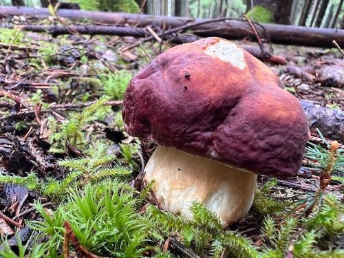 Noch ein schöner Kiefernsteinpilz; Foto Heiko 28.9.25