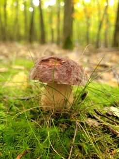 Rothütiger Steinpilz (Kiefernsteinpilz); Foto Verena 3.10.26
