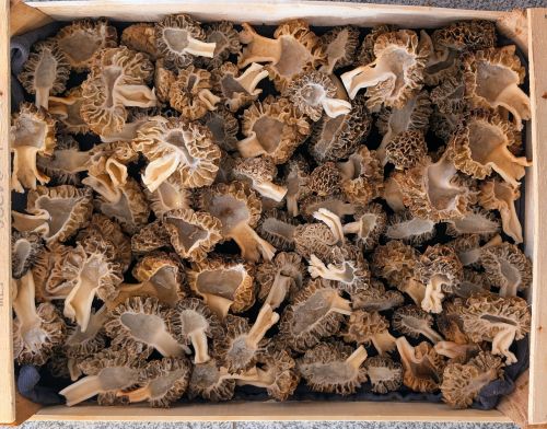 Kiste Speisemorchlen; Foto Thomas 5.4.26