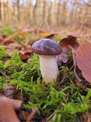 Kuhmaul, auch Gro0er Schmierling genannt; Foto Verena 5.11.25 Kuhmaul, auch Gro0er Schmierling genannt; Foto Verena 5.11.25