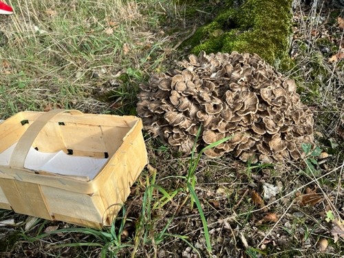 Klapperschwamm mit Spankorb; Foto Arnold 15.10.23 Klapperschwamm mit Spankorb; Foto Arnold 15.10.23