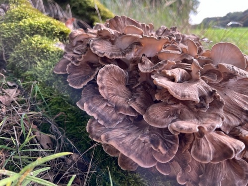 Klapperschwamm, Nahansicht; Foto Arnold 15.10.23 Klapperschwamm, Nahansicht; Foto Arnold 15.10.23