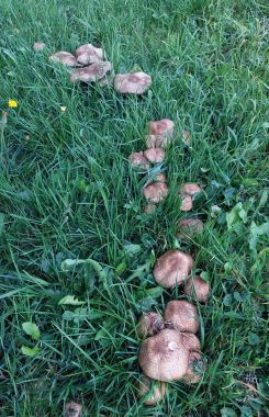 Kleine Waldchampignons (Kleine Blutegerlinge); Foto Martin 22.10.26