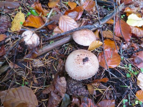 Kleine Waldchampignons; Foto Michael 23.10.25 Kleine Waldchampignons; Foto Michael 23.10.25