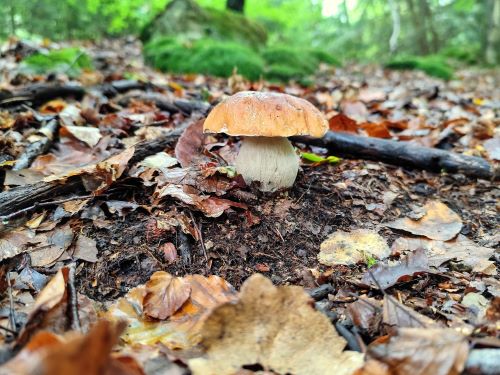 Kleiner pummemliger Steinpilz; Foto Michael 1.12.24 Kleiner pummemliger Steinpilz; Foto Michael 1.12.24