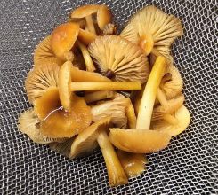 Kleiner Fund von Samtfußrüblingen; Foto Christine 15.2.26 