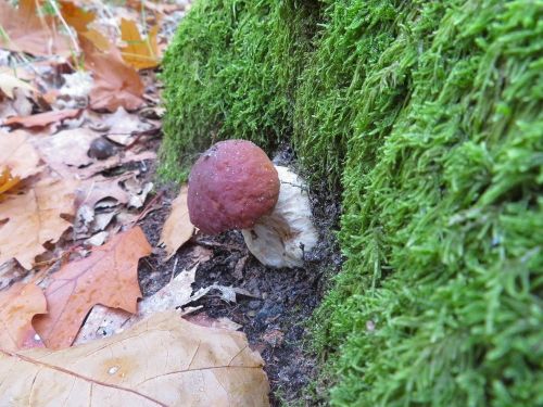 Kletternder Steinpilz; Foto Michael 17.10.25 Kletternder Steinpilz; Foto Michael 17.10.25