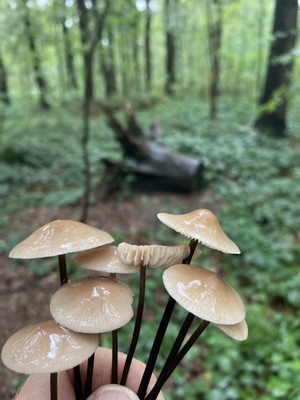 Knoblauchschwindling Arnold 30.9.22 Knoblauchschwindling Arnold 30.9.22