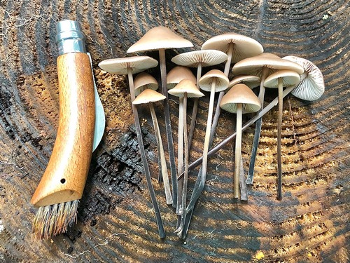 Knoblauchschwindlinge Thomas 30.9.22