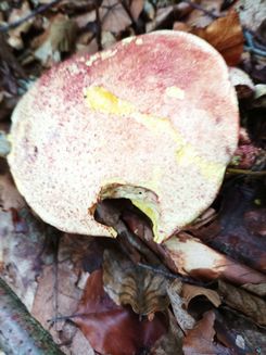 Königsröhrling1 Grazyna 10.10.22 Königsröhrling1 Grazyna 10.10.22