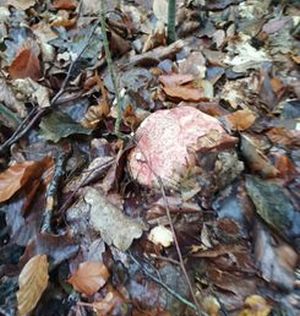 Königsröhrling2 Grazyna 10.10.22 Königsröhrling2 Grazyna 10.10.22