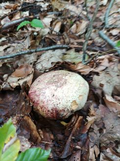 Königsröhrling3 Grazyna 10.10.22 Königsröhrling3 Grazyna 10.10.22