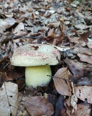 Königsröhrling Grazyna 10.10.22 Königsröhrling Grazyna 10.10.22