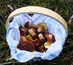 Das Körbchen füllt sich; Foto Christine 23.10.25 Das Körbchen füllt sich; Foto Christine 23.10.25