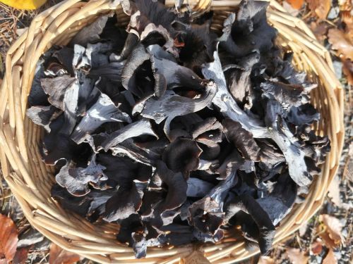 Blick ins Körbchen mit Herbsttrompeten; Foto Jürgen 11.11.25