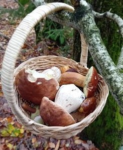 Blick in den Pilzkorb; Foto Thomas 26.10.25 Blick in den Pilzkorb; Foto Thomas 26.10.25