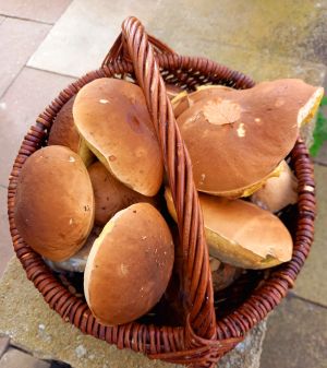 Körbchen voller Steinpilze; Foto Martina 31.10.25 Körbchen voller Steinpilze; Foto Martina 31.10.25