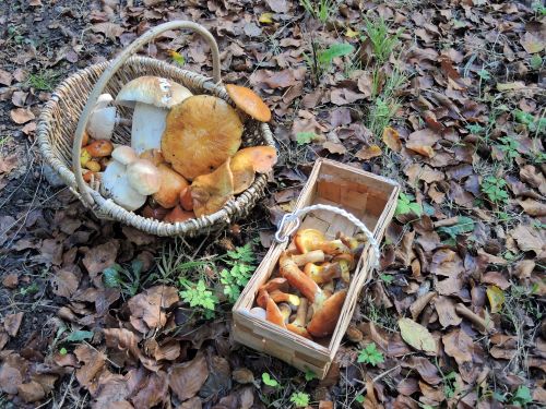 Zwei Körbe aus dem Deister; Foto Gisela 20.10.26 Zwei Körbe aus dem Deister; Foto Gisela 20.10.26