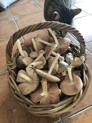 Korb voller Ackerscheidlinge mit neugieriger Katze; Foto Achim 19.12.25 Korb voller Ackerscheidlinge mit neugieriger Katze; Foto Achim 19.12.25