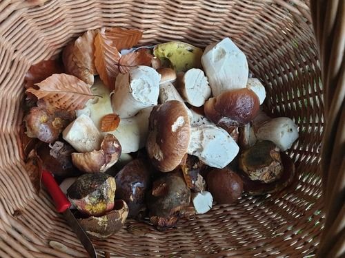 Pilzfund am 9. November 2025 im Elm; Foto Agnes Pilzfund am 9. November 2025 im Elm; Foto Agnes