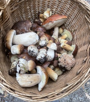 Korb mit Mischpilzen © Armin 29.9.22