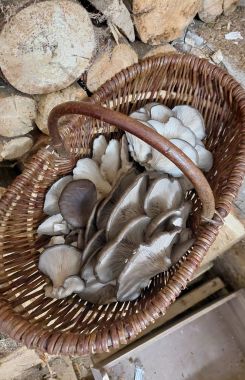 Korb Austernpilze in der an Holzstoß; Foto Margit 19.12.25