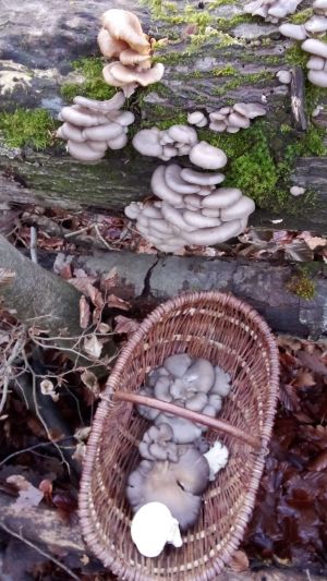 Erfolgreiche Austernpilzernte; Foto Oliver 3.12.25 Erfolgreiche Austernpilzernte; Foto Oliver 3.12.25