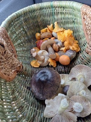 Korb mit Schwarzfaserigen Ritterlingen (unten); Foto Heidrun 2.11.25