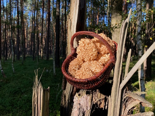 Korb voller herrlicher Krauser Glucken; Foto © Volkmar 21.9.23 Korb voller herrlicher Krauser Glucken; Foto © Volkmar 21.9.23