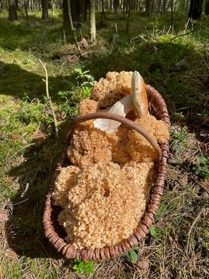 Korb mit Krausen Glucken und Steinpilz; Foto Volkmar 31.8.26