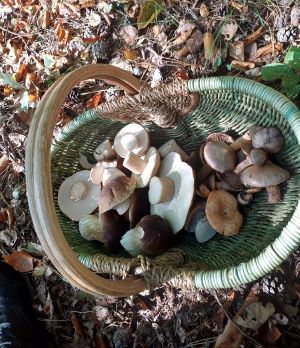 Korb mit Steinpilzen und Kupferroten Gelbfüßen; Foto Heidrun 24.9.25