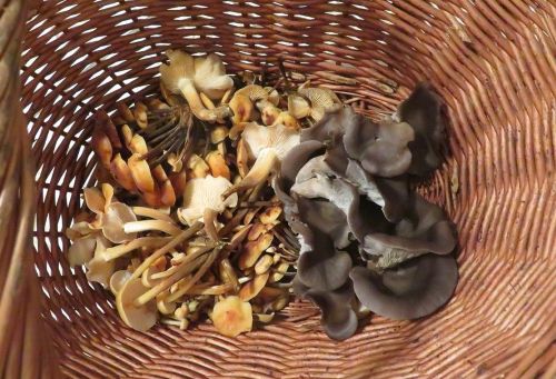Korb mit Austernpilzen und Judasohren; Foto Michael 13.12.25
